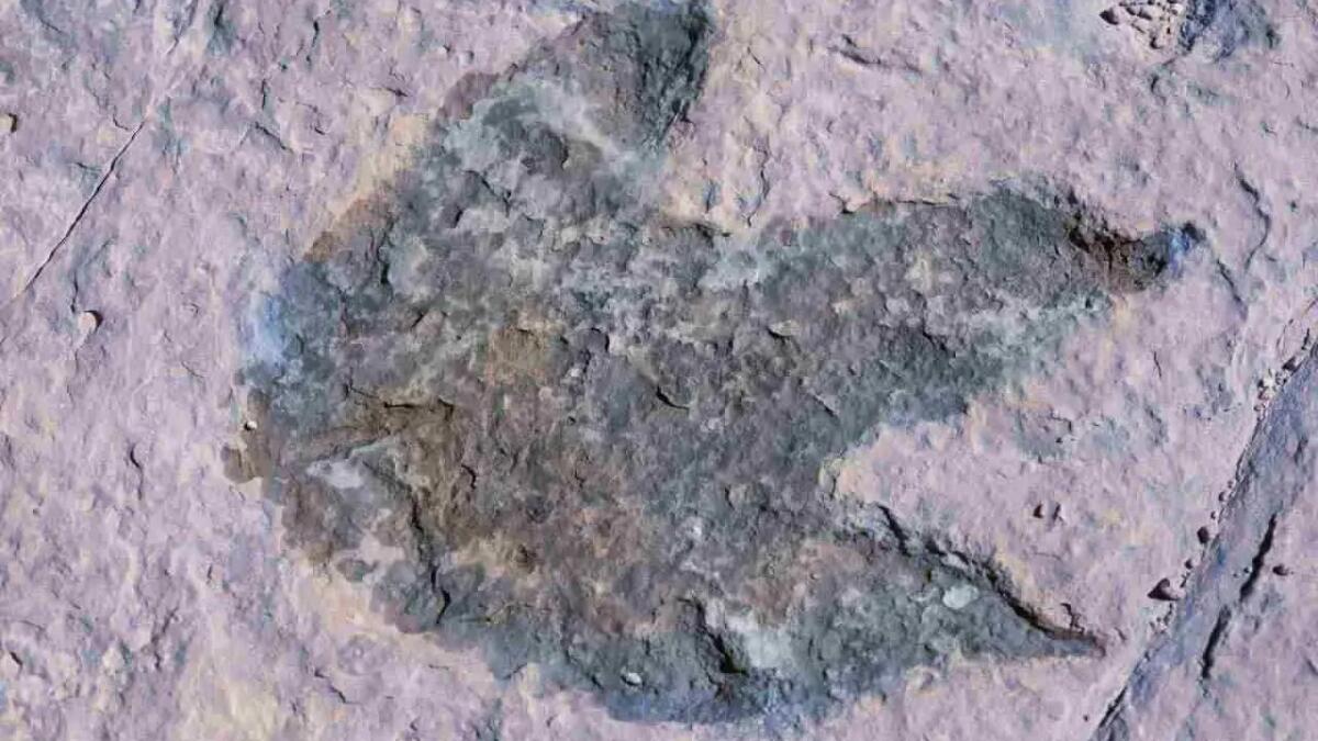 Orme di dinosauri nel Queensland: una scoperta eccezionale - Orme di dinosauri in Queensland (Canva Foto) - www.qrios.it