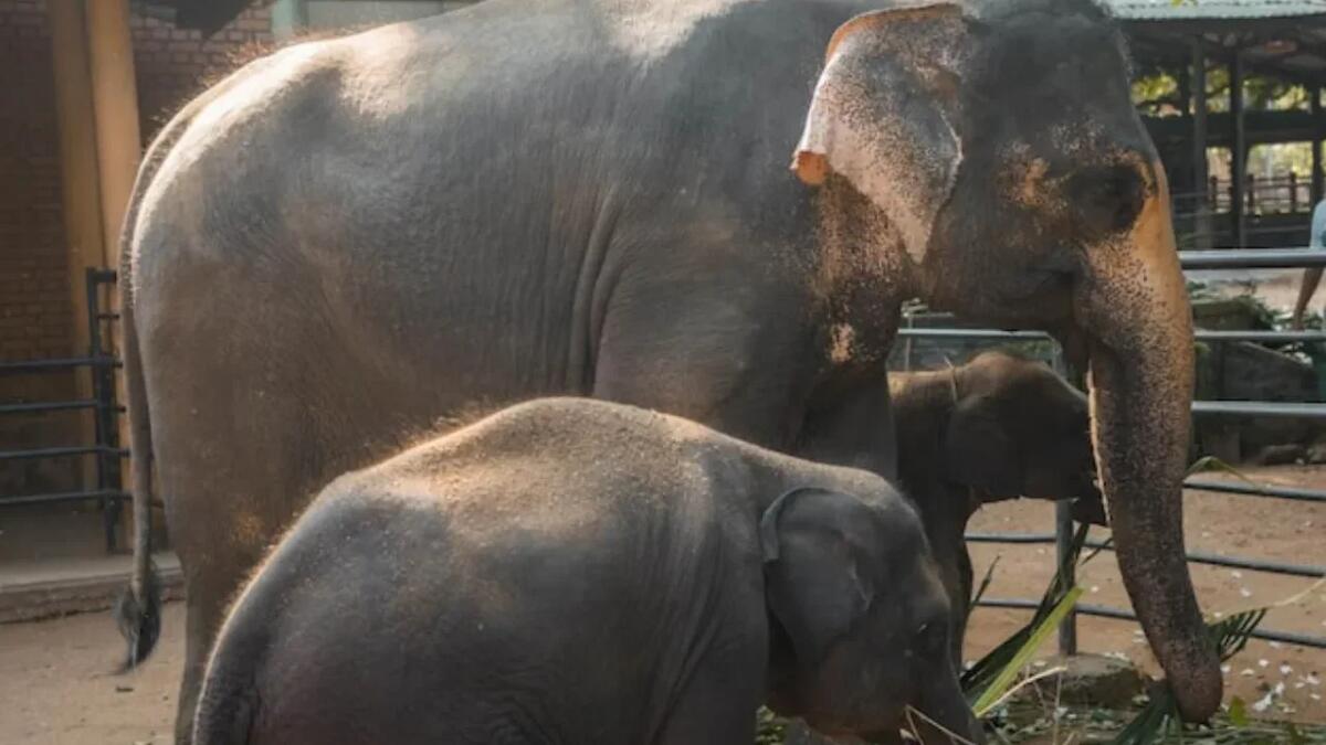 I denti di Misha: un archivio naturale delle migrazioni degli erbivori - Misha, l'elefante che ha permesso tante scoperte (Freepik Foto) - www.qrios.it