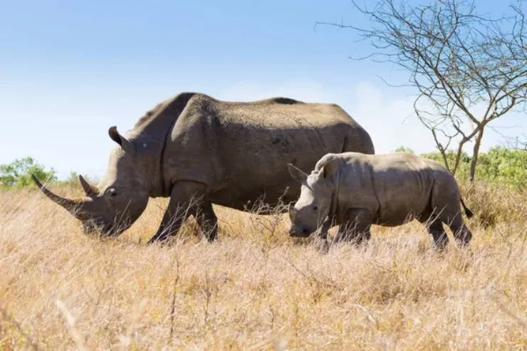 Rinoceronte di Java: arriva un nuovo nome scientifico per una delle specie più rare