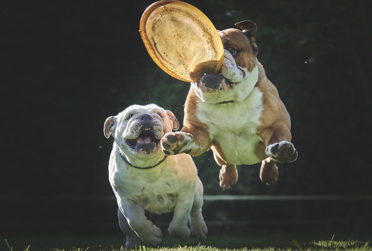 Illustrazione di due cani che giocano (Pixabay FOTO) - www.notiziesecche.it