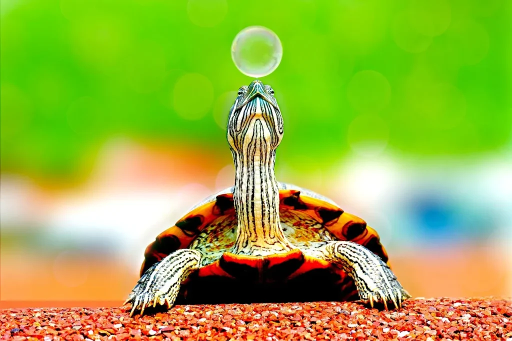 Tartaruga  (Pixabay foto) - Immagine a scopo illustrativo - www.qrios.it