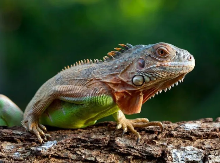 Iguane, il folle caso delle Figi (Freepik Foto) - www.qrios.it
