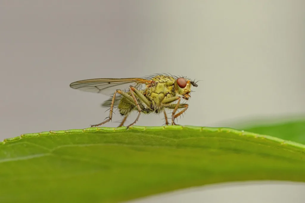 Mosca su una foglia (Pixabay foto) - Immagine a scopo illustrativo - www.qrios.it