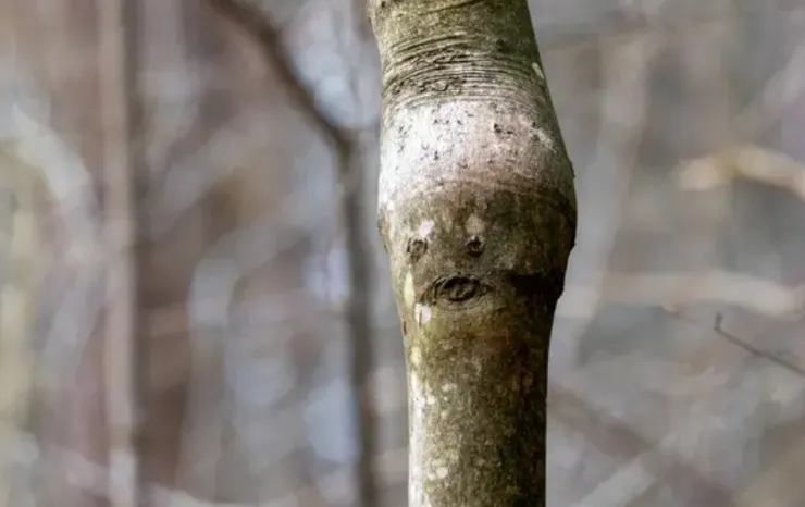 Pareidolia su un tronco (Depositphotos foto) - www.qrios.it