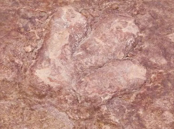 Orme di dinosauri nel Queensland (Canva Foto) - www.qrios.it