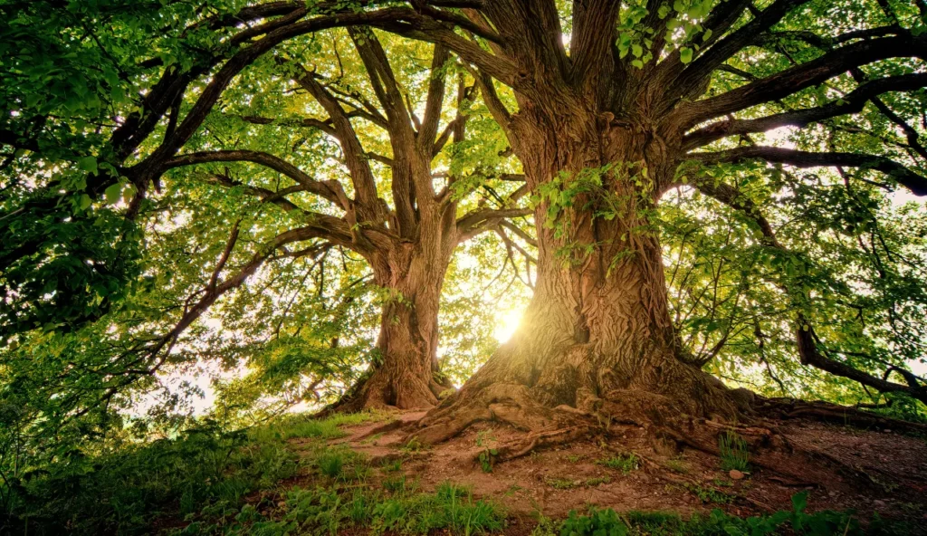 Gli alberi comunicano (Canva foto) - Immagine a scopo illustrativo - www.qrios.it