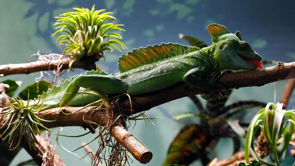 Il basilisco piumato corre sull'acqua come Gesù - 
