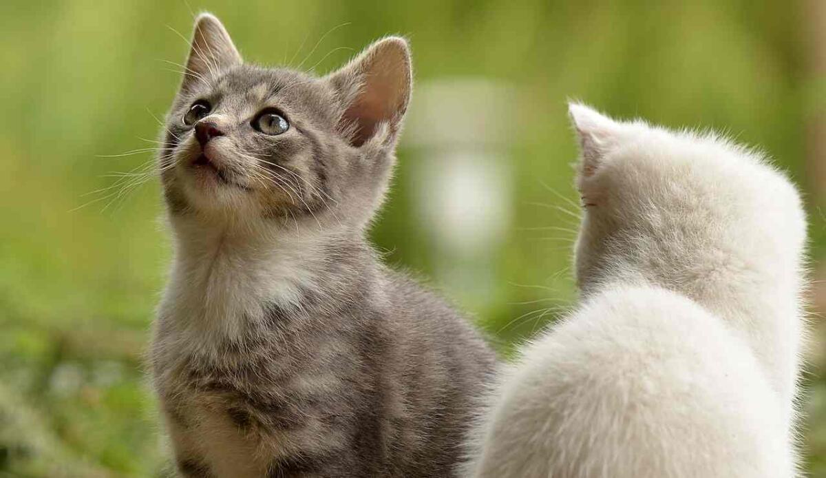 Esiste un Museo dei Gatti e si trova a Budapest - Illustrazione di due micini (Pixabay FOTO) - www.statodonna.it