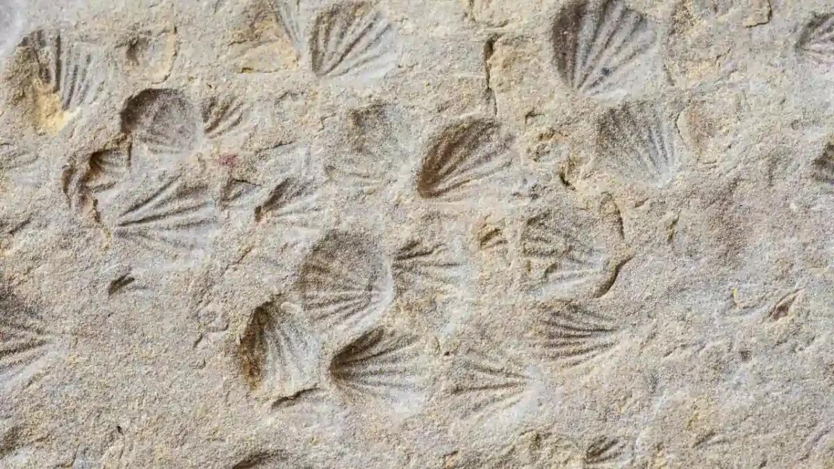 Il segreto millenario del rettile che sfida il tempo - 