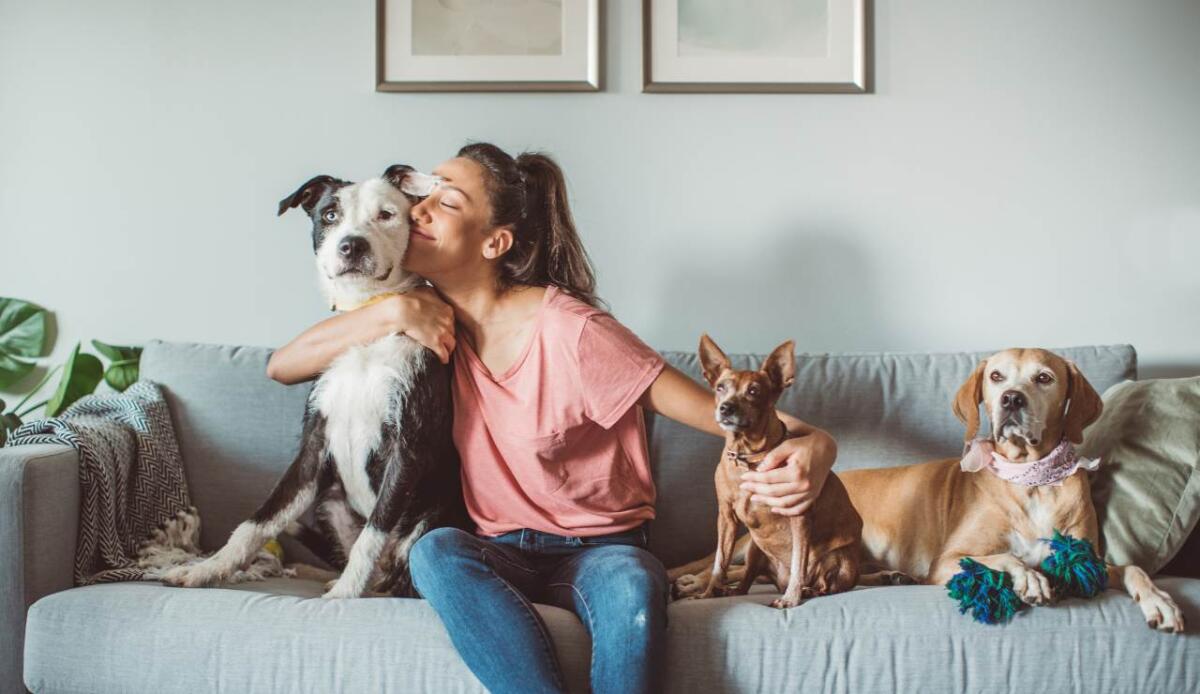 Frasi per chi ama gli animali: dediche poetiche per chi dice tutto… senza parlare - Frasi sugli animali (Canva foto) - www.frasidadedicare.it