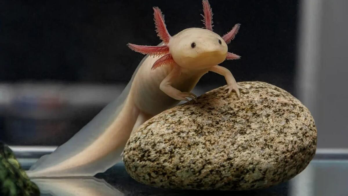 L'axolotl e la sua incredibile capacità di rigenerarsi - 