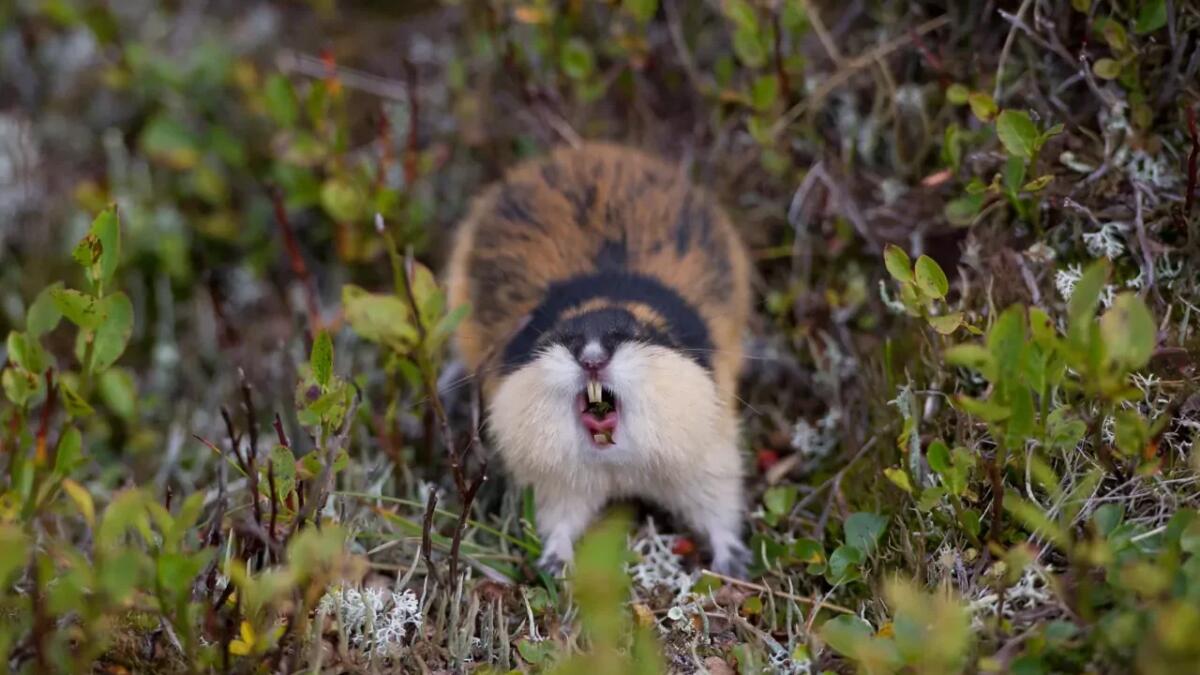 È vero che i lemming si tolgono la vita da soli? Facciamo chiarezza su questo mito - 