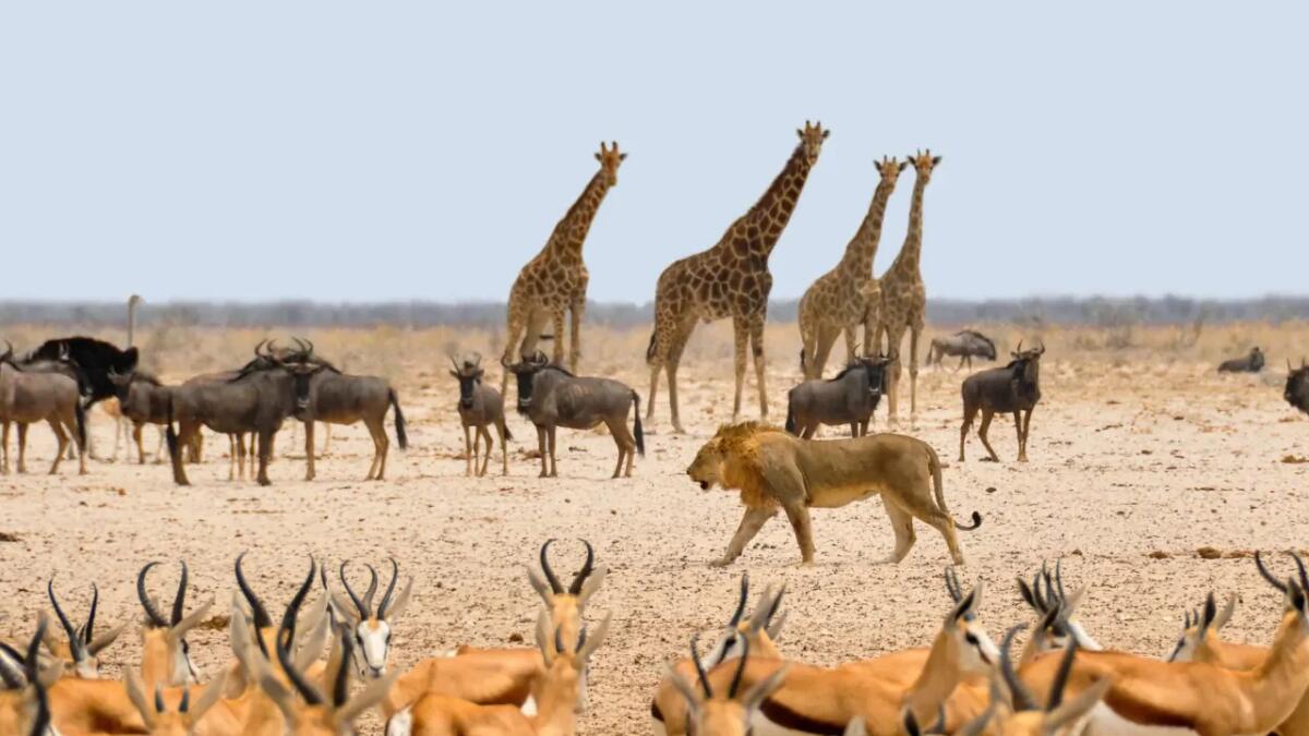 Animali straordinari che hanno lasciato un'impronta indelebile nella storia - 
