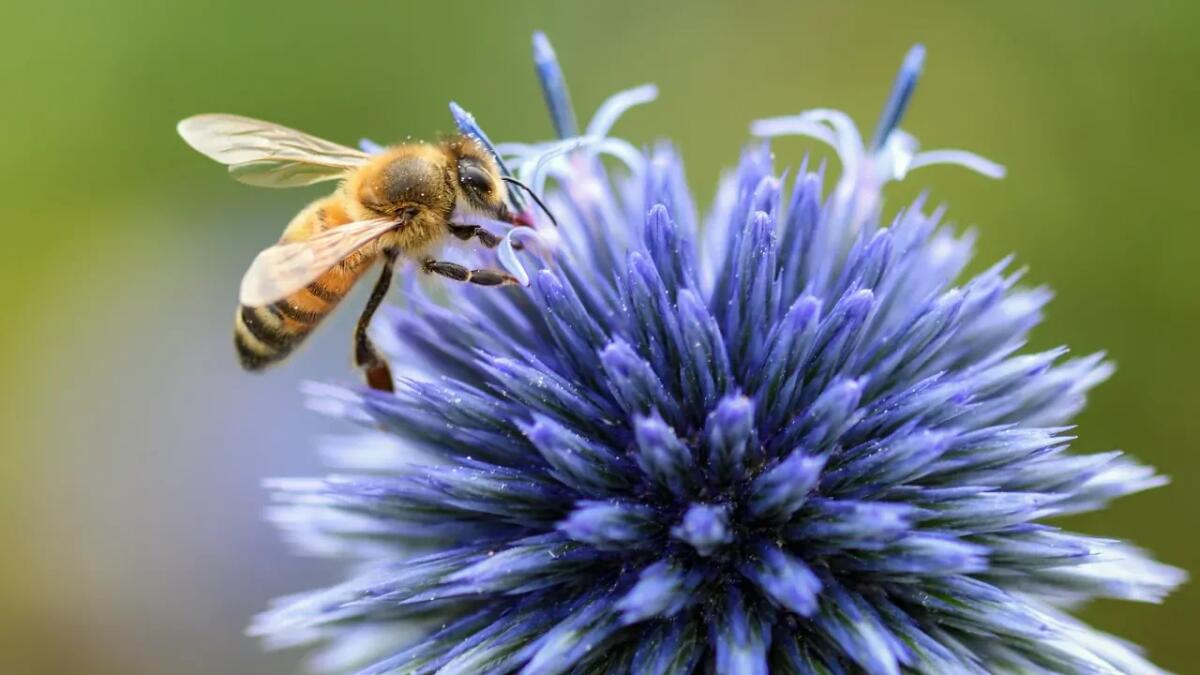 Il miele non è solo ambrato, ci sono api che lo producono anche blu e verde: ecco perché - 