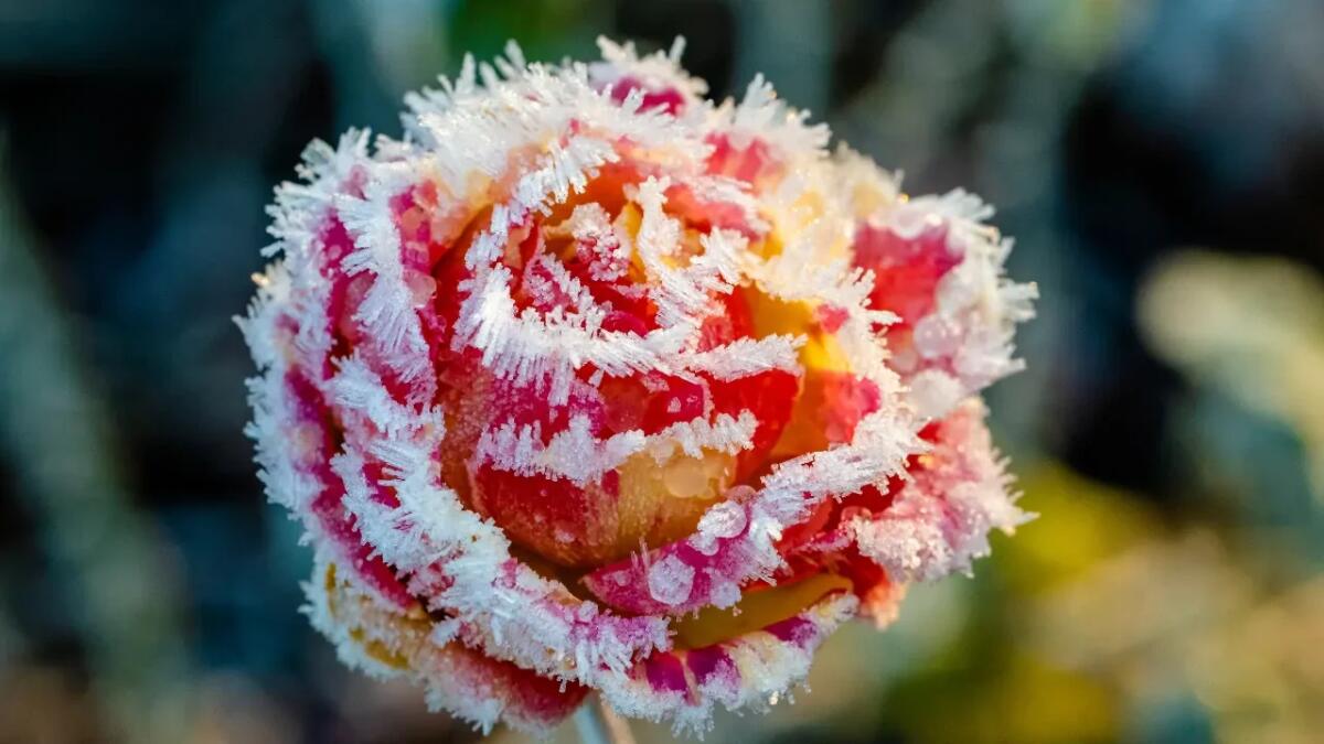 Trasforma il tuo evento speciale con l'eleganza duratura dei fiori congelati - 