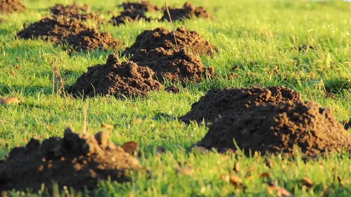 Questo è il mammifero che mangia più veloce in assoluto - 