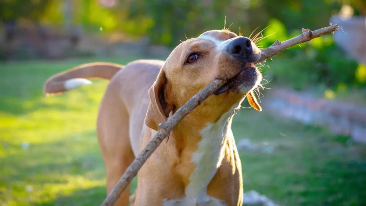 Il nuovo giocattolo per animali che non ti aspetti: ce l'hai sicuramente a casa - 