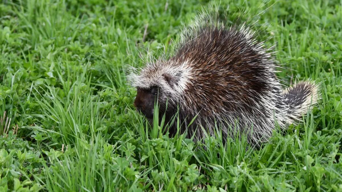 Il segreto del tenrec striato: il mammifero che canta con le spine - 