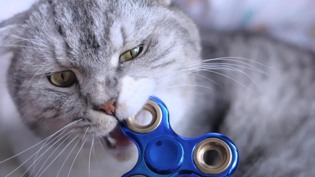 Rivoluziona il gioco del tuo animale con i fidget spinner: il giocattolo che non ti aspettavi - 