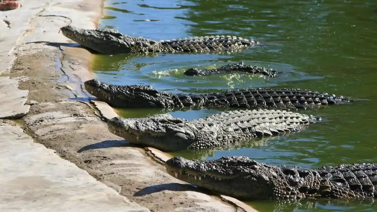Coccodrilli, osservato un fenomeno mai visto prima: la storia evolutiva è stata riscritta - 