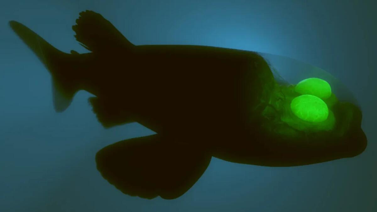 Incontra il pesce barreleye: la creatura dalle straordinarie capacità visive - 