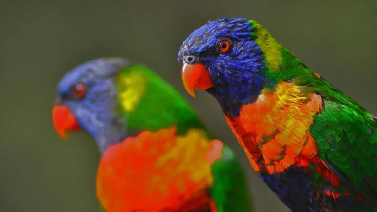 Creature straordinarie: alla scoperta degli animali più insoliti del pianeta - 