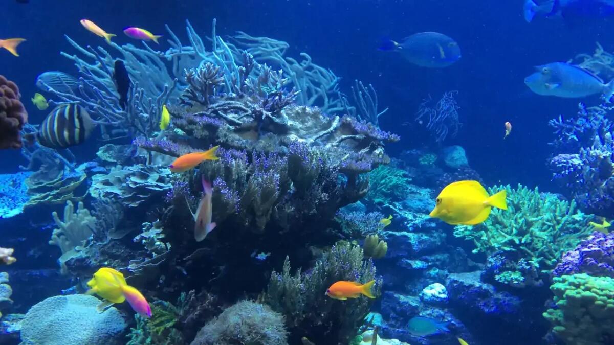 Questo pesce ha la testa trasparente e delle capacità incredibile - 