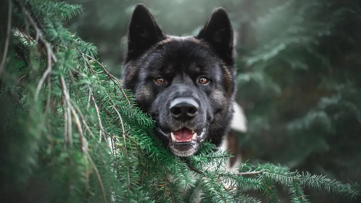 Cosa sono i jinmenken, i cani dal volto umano che popolano le notti giapponesi - 
