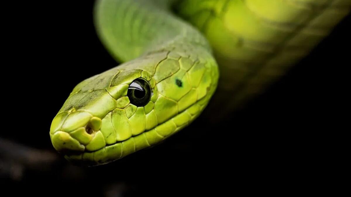 Cos'è il Badalischio: il mostro serpentino che terrorizza il Casentino - 