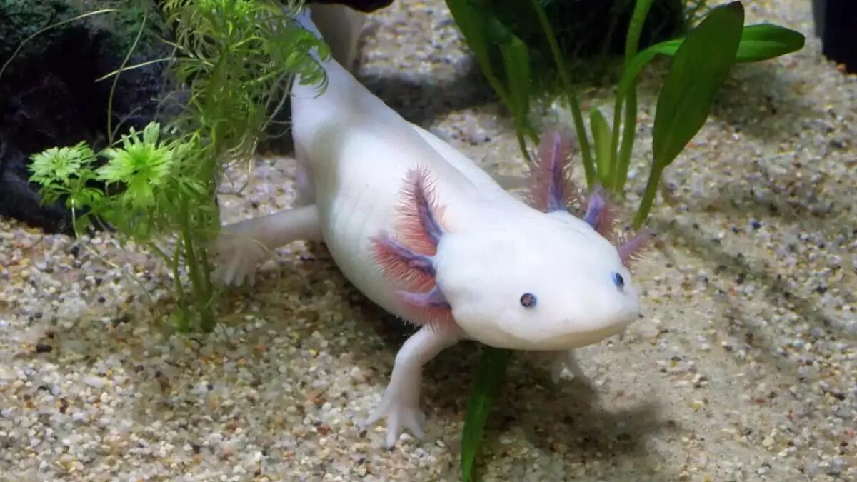 L'axolotl e il segreto della rigenerazione che sfida il tempo - 