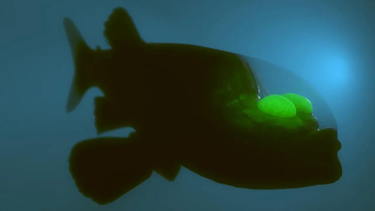 Un viaggio negli abissi con il pesce barreleye e la sua incredibile testa trasparente - 