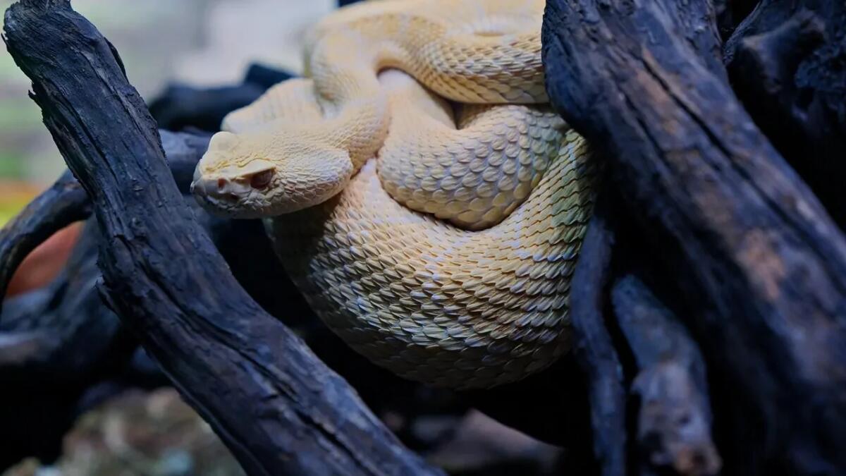 Cos'è il badalischio? Il serpente leggendario che ti lascerà senza parole - 
