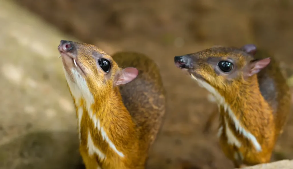 Creature straordinarie: alla scoperta degli animali più insoliti del pianeta