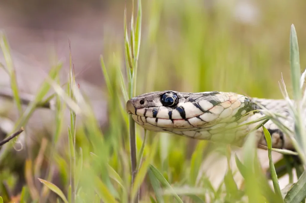 Cos'è il Badalischio: il mostro serpentino che terrorizza il Casentino