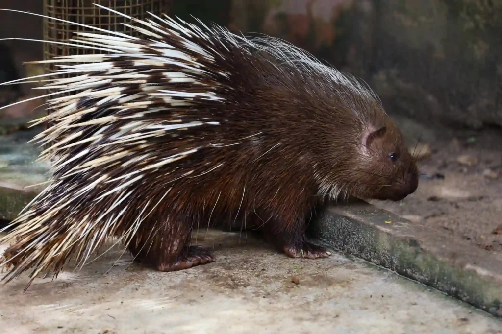 Il segreto del tenrec striato: il mammifero che canta con le spine