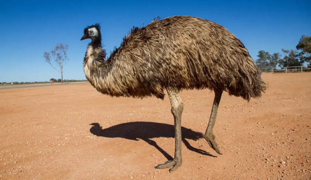 Quando l'Australia dichiarò guerra agli emù: una battaglia persa contro la natura