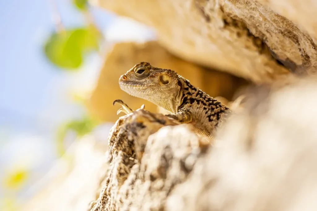 La sorprendente capacità di alcuni animali di riprodursi senza accoppiamento