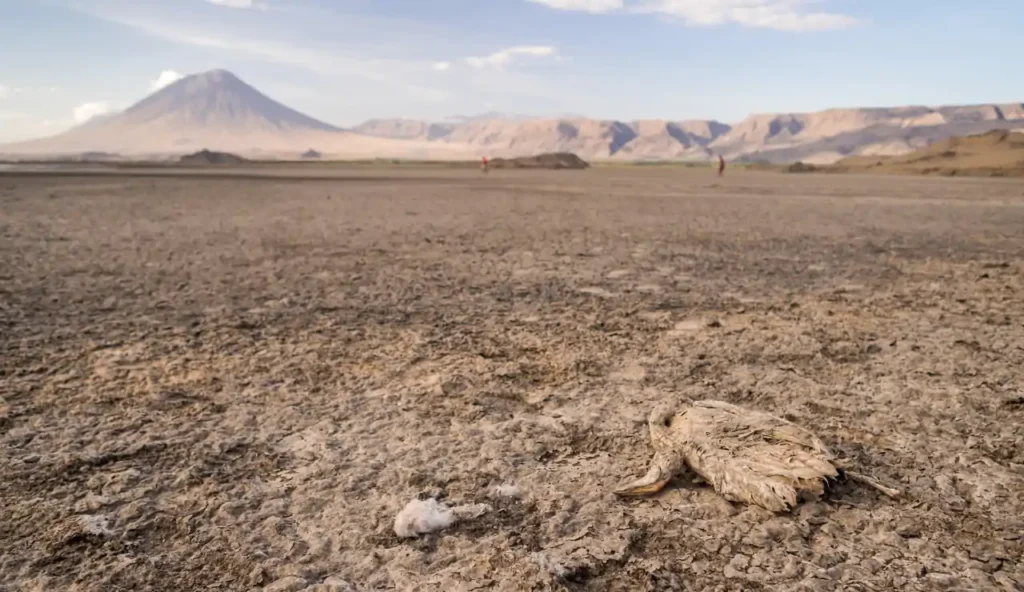Il segreto del lago Natron: dove gli animali diventano pietra