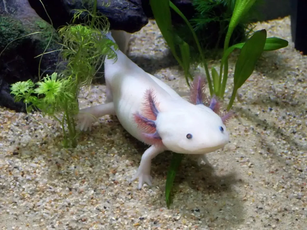 L'axolotl e la sua incredibile capacità di rigenerarsi