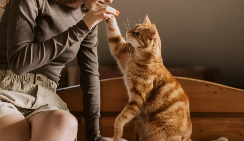 Il nuovo giocattolo per animali che non ti aspetti: ce l'hai sicuramente a casa