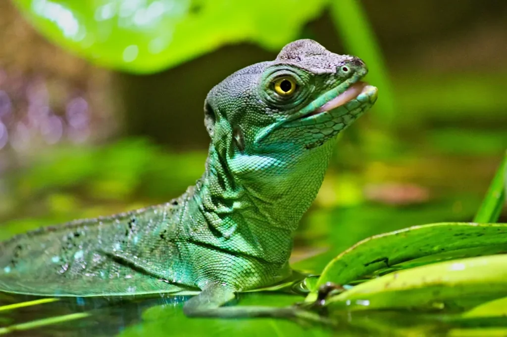 Esiste un basilisco piumato che danza sull'acqua