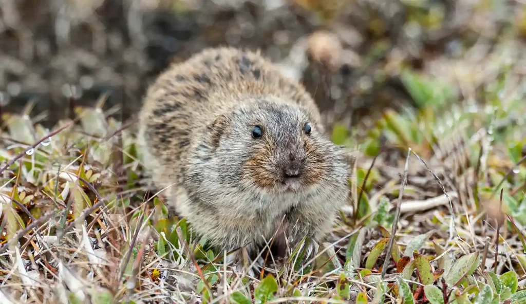 È vero che i lemming si tolgono la vita da soli? Facciamo chiarezza su questo mito