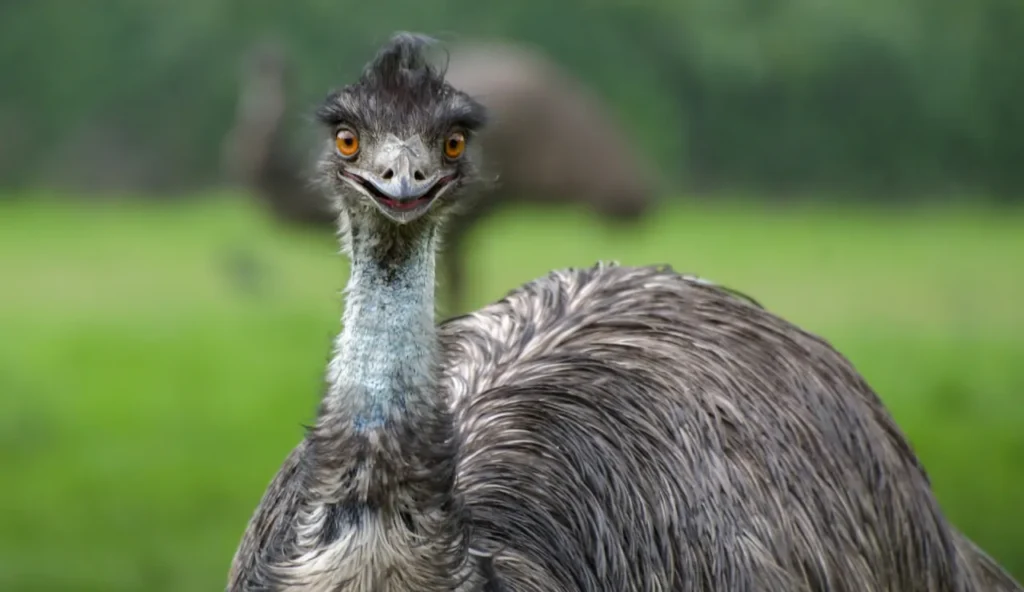 Questa è stata la prima guerra ufficiale contro un'altra specie: quando l'essere umano ha provato a vincere contro la natura