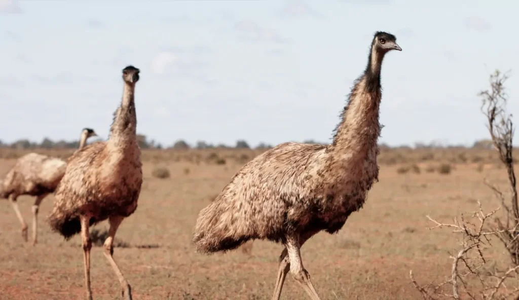La sorprendente sconfitta dell'esercito australiano contro gli emù
