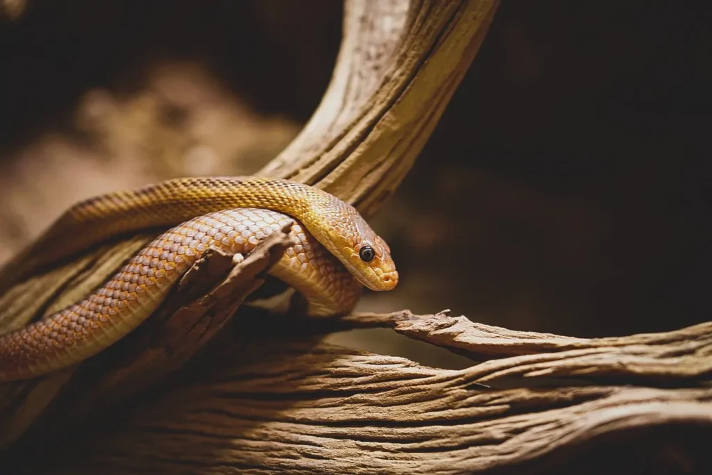 Cos'è il badalischio? Il serpente leggendario che ti lascerà senza parole