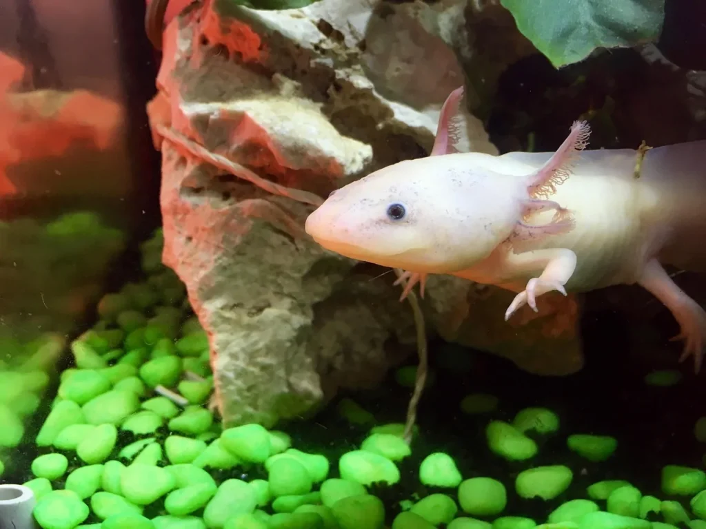 L'axolotl e il segreto della rigenerazione che sfida il tempo