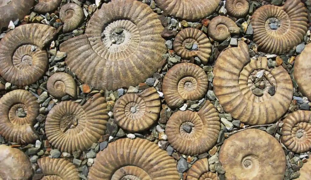 Il segreto millenario del rettile che sfida il tempo