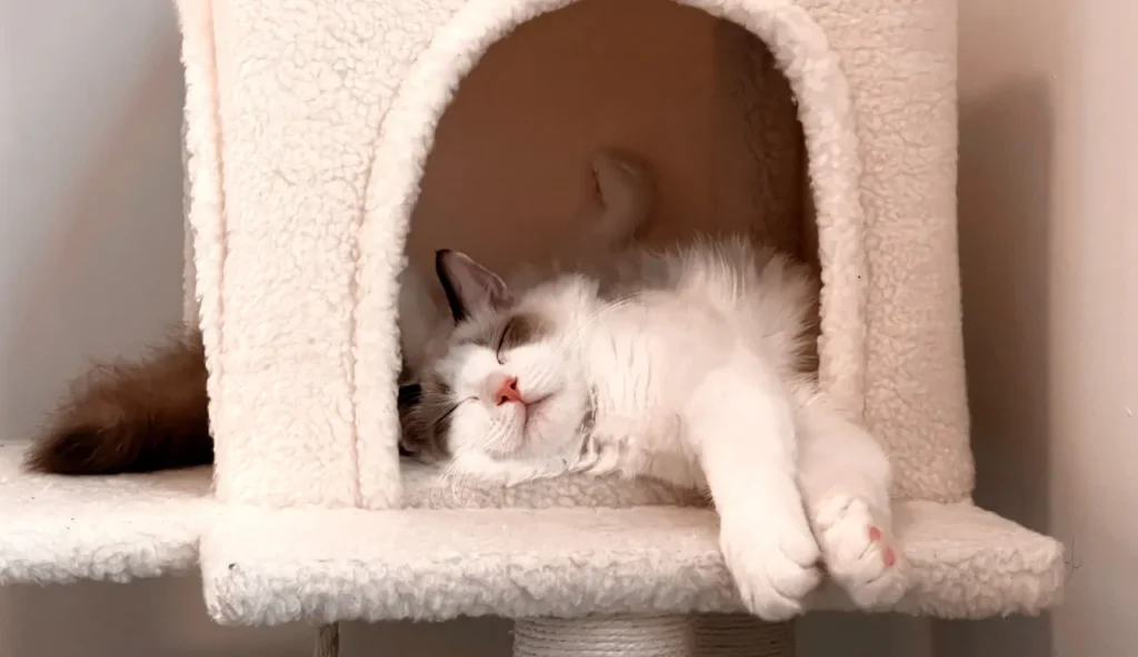 Ma stiamo davvero costruendo delle case di lussi per gli animali?