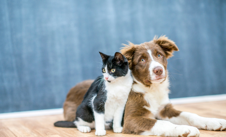 Cane e gatto (Canva foto) - www.frasidadedicare.it