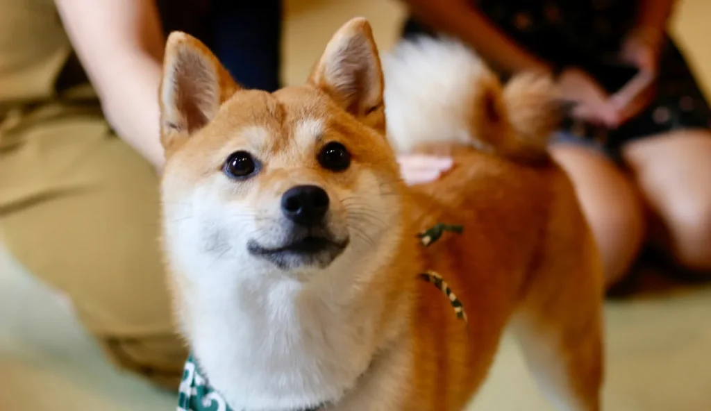 Cosa sono i jinmenken, i cani dal volto umano che popolano le notti giapponesi